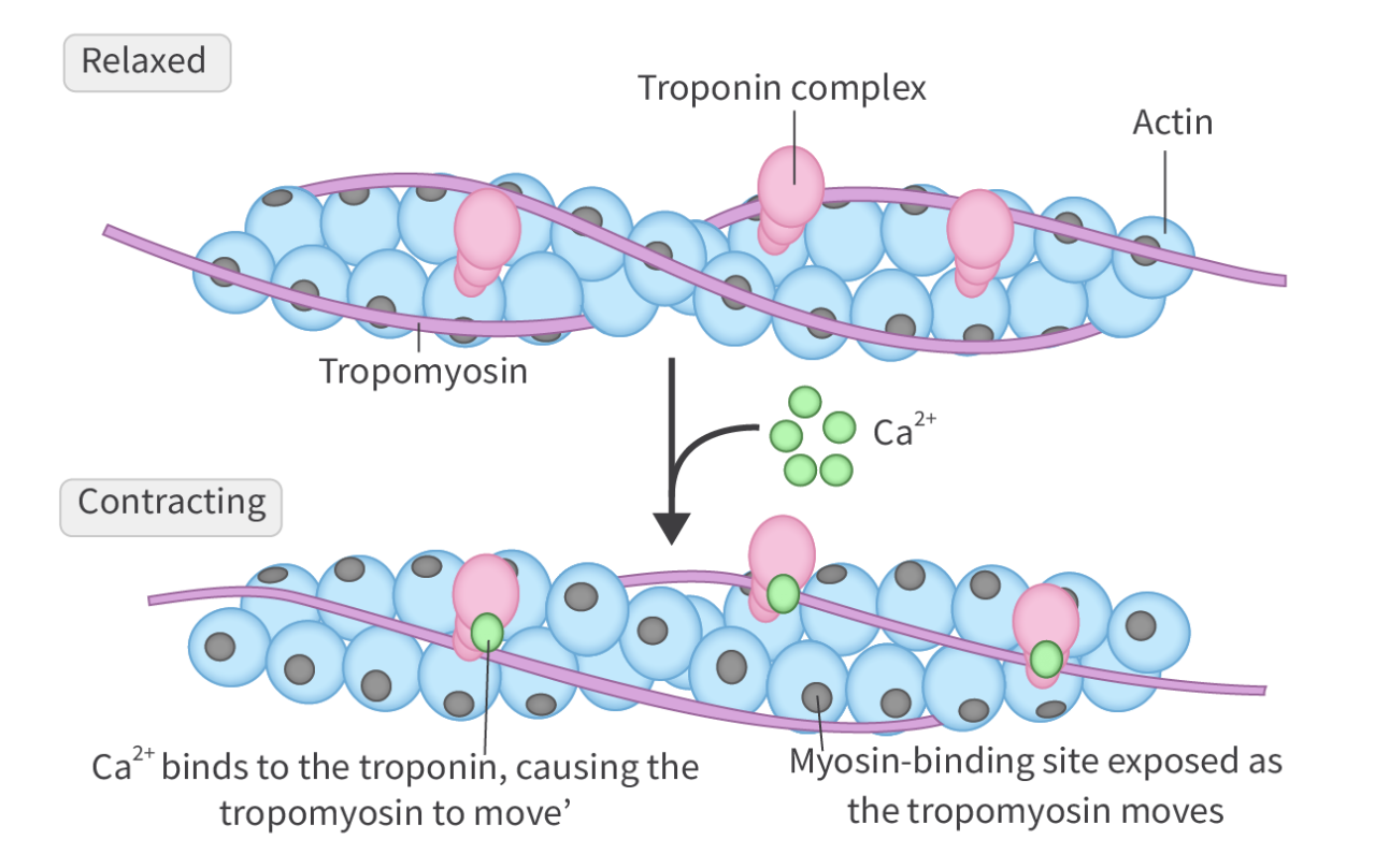 Muscle Contraction