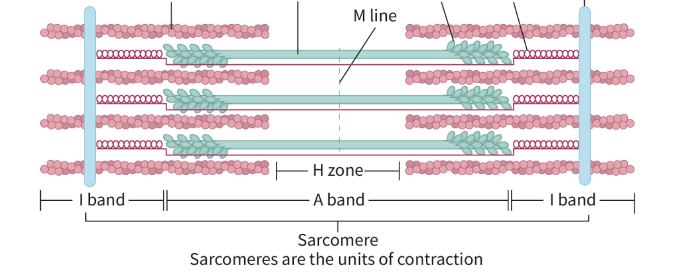 Sarcomere